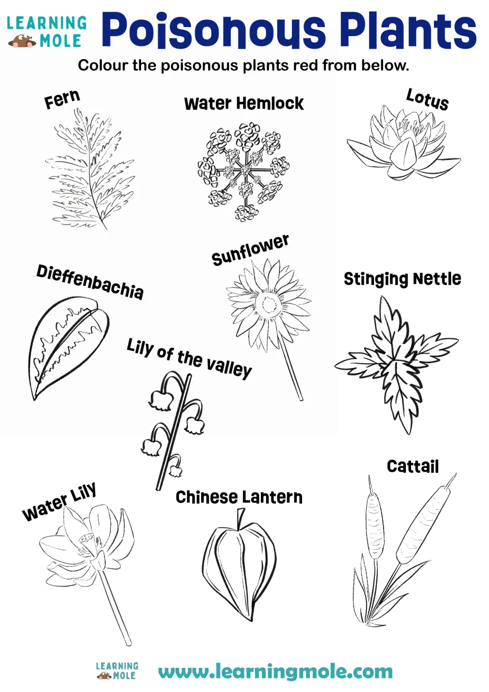 Poisonous plants: students colour red the harmful ones among 10 labeled drawings, from water hemlock to sunflower