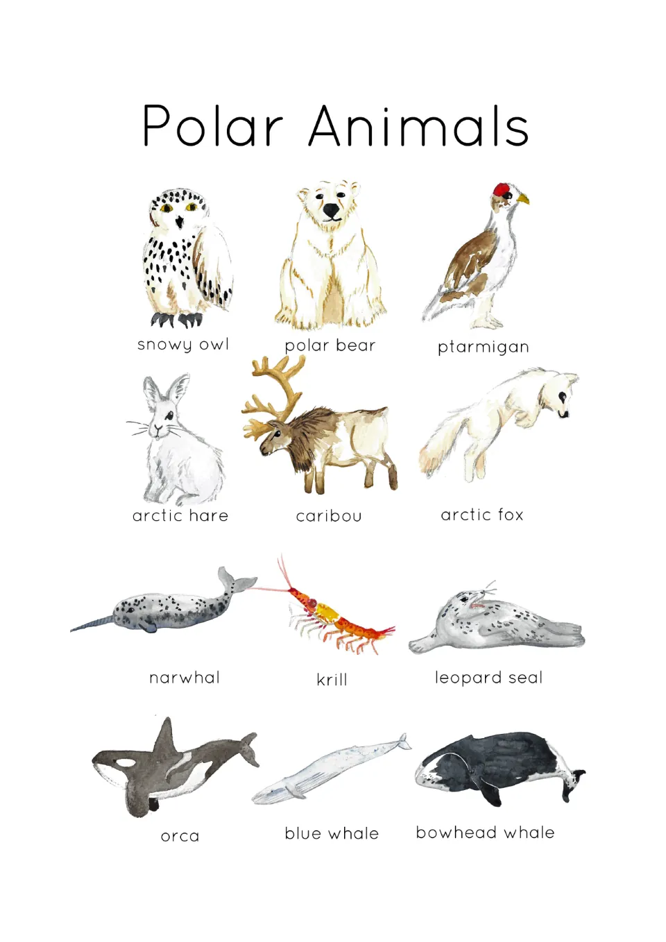 Polar Animals title page showing 12 labeled watercolor animals, from snowy owl and caribou to narwhal, krill and orca