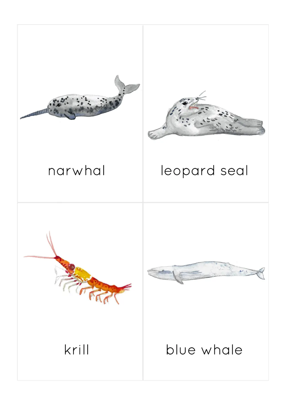 Polar sea creature cards: narwhal, leopard seal, krill and blue whale, each painted and labeled for word recognition