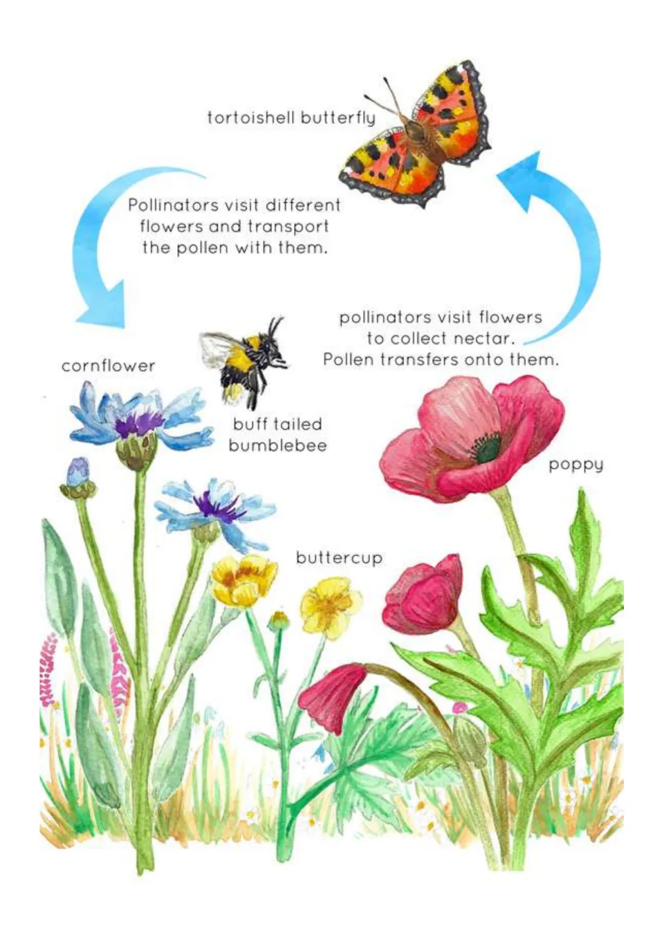 Pollination cycle poster: arrows show a butterfly and bumblebee carrying pollen between poppy, cornflower and buttercup