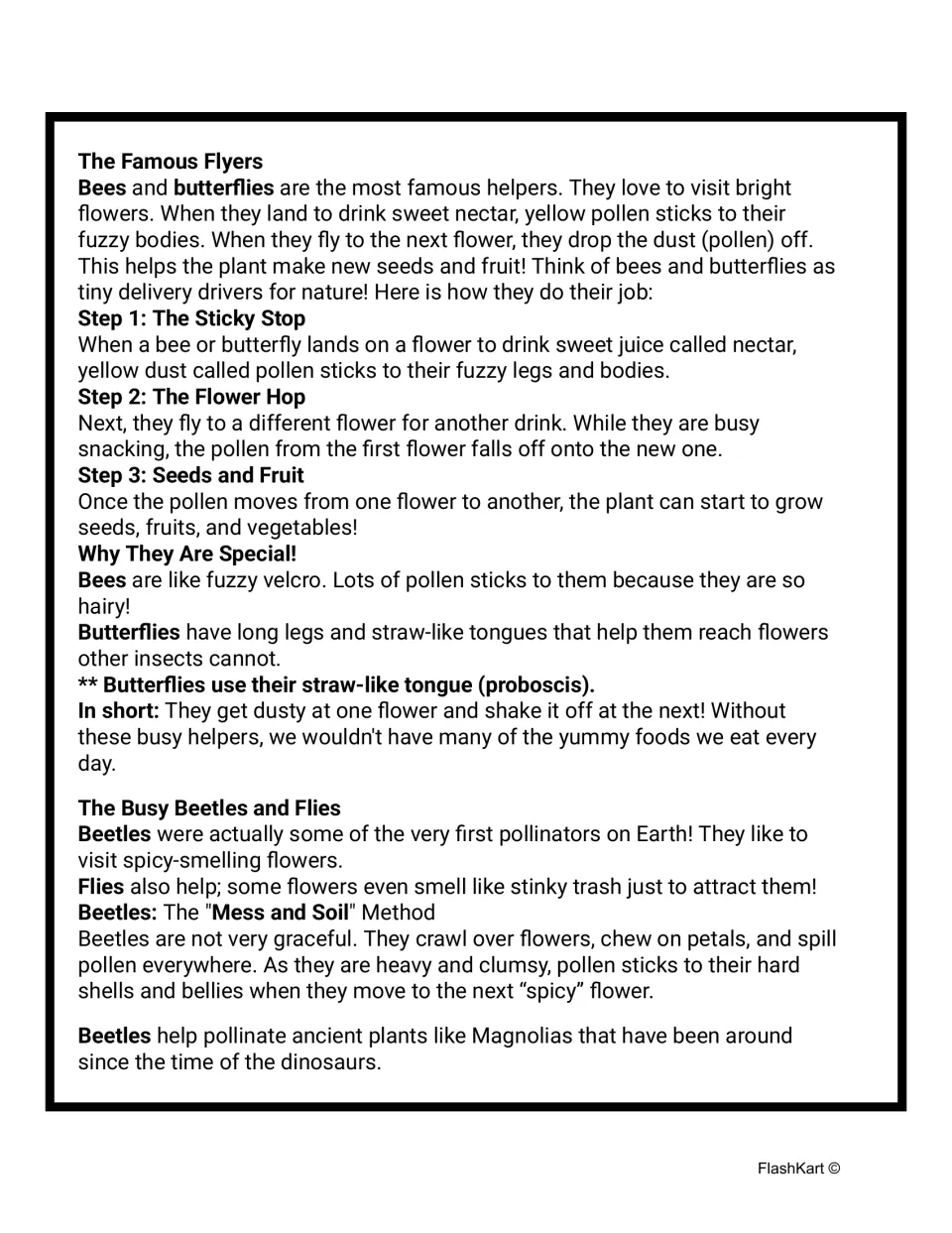 Bees, butterflies and beetles as pollinators: students read The Famous Flyers steps and The Busy Beetles and Flies text