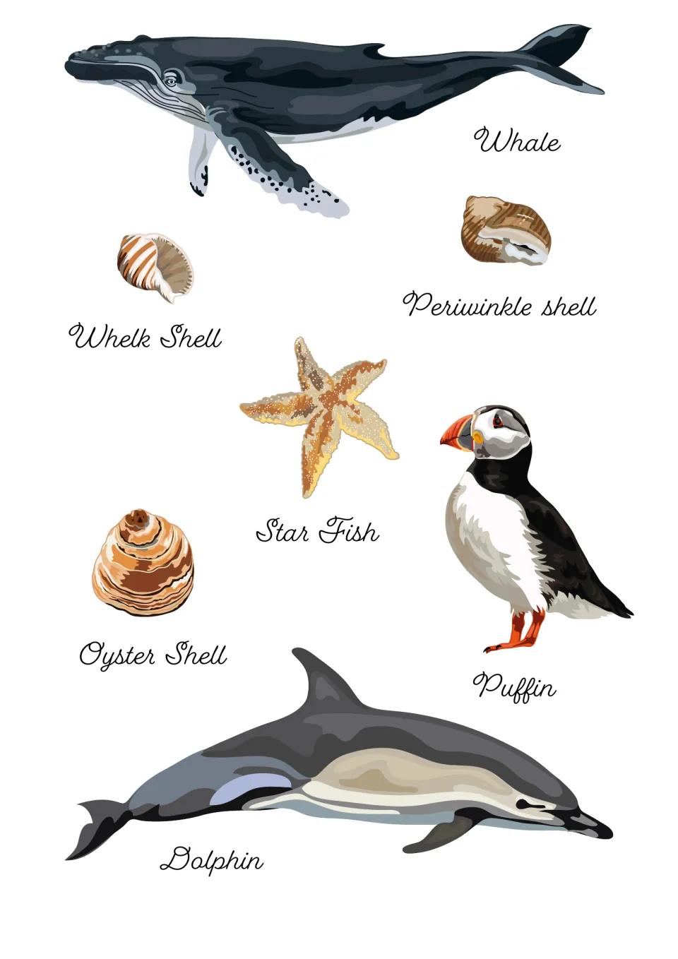 Seashore picture reference labeling a whale, whelk, periwinkle and oyster shells, a starfish, a puffin and a dolphin
