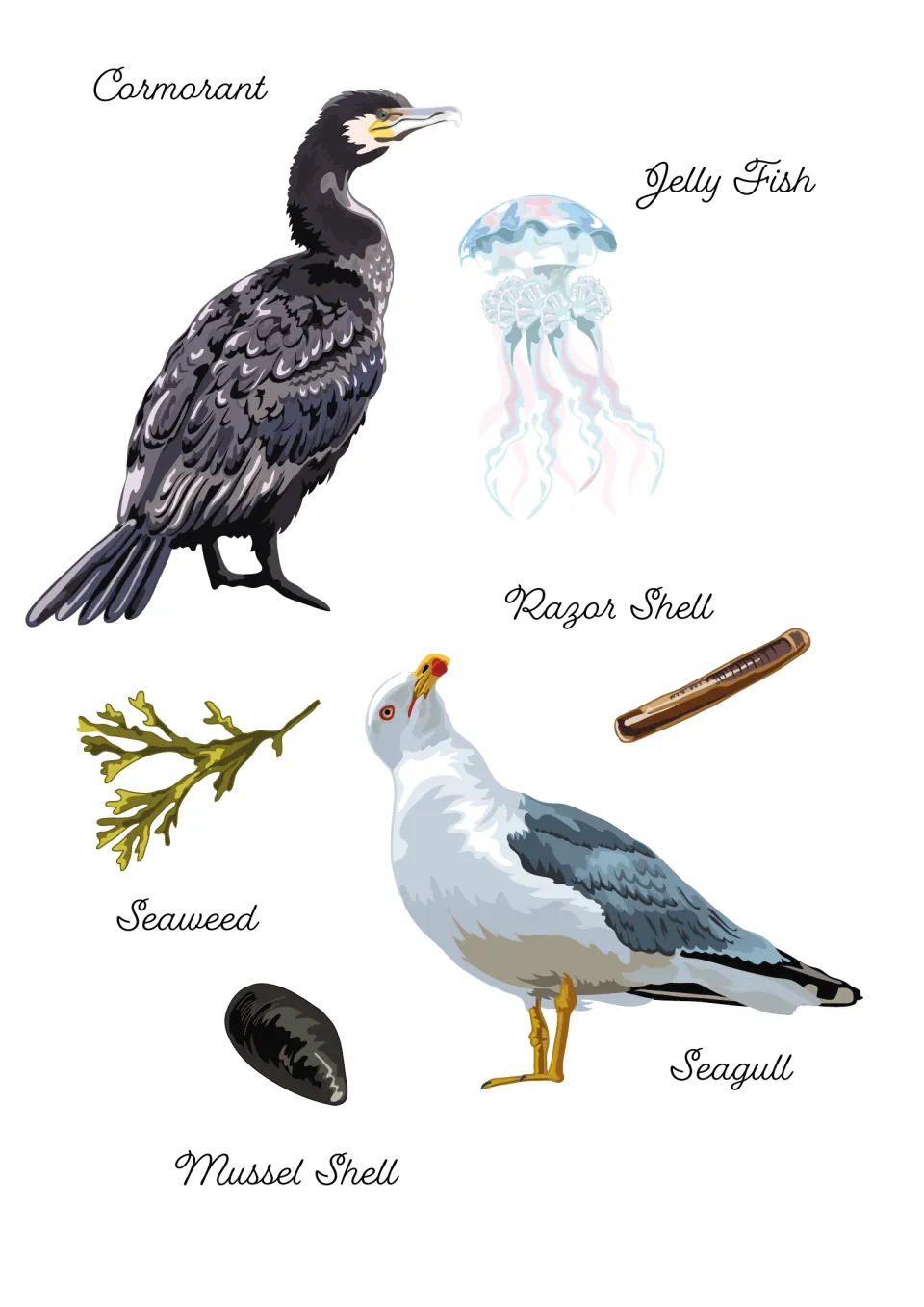 Coastal wildlife pictures labeled cormorant, jelly fish, razor shell, seaweed, seagull and mussel shell for list ideas