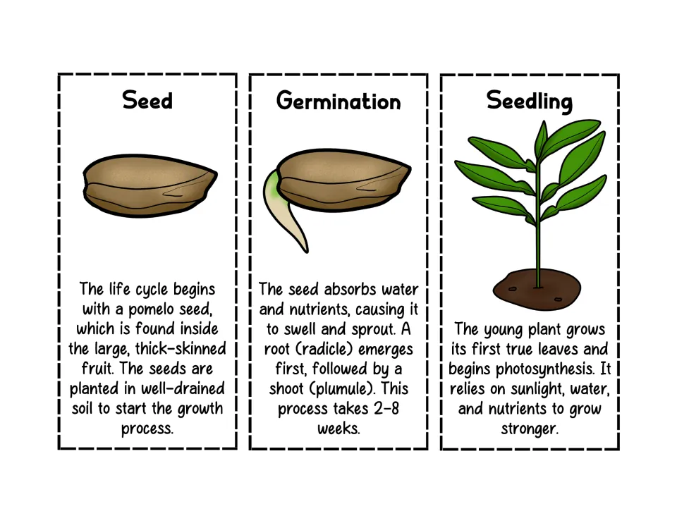 Pomelo life cycle cards for Seed, Germination and Seedling, each with a picture and a short fact to cut out and sequence