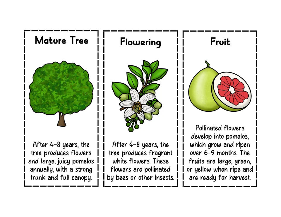 Pomelo life cycle cards for Mature Tree, Flowering and Fruit, with pictures and facts on pollination and ripening