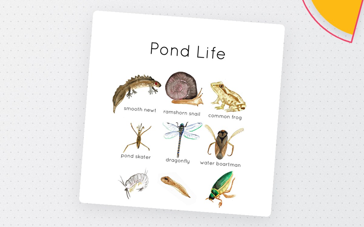 Pond Life Animal Flashcards – Nature Vocabulary Set preview