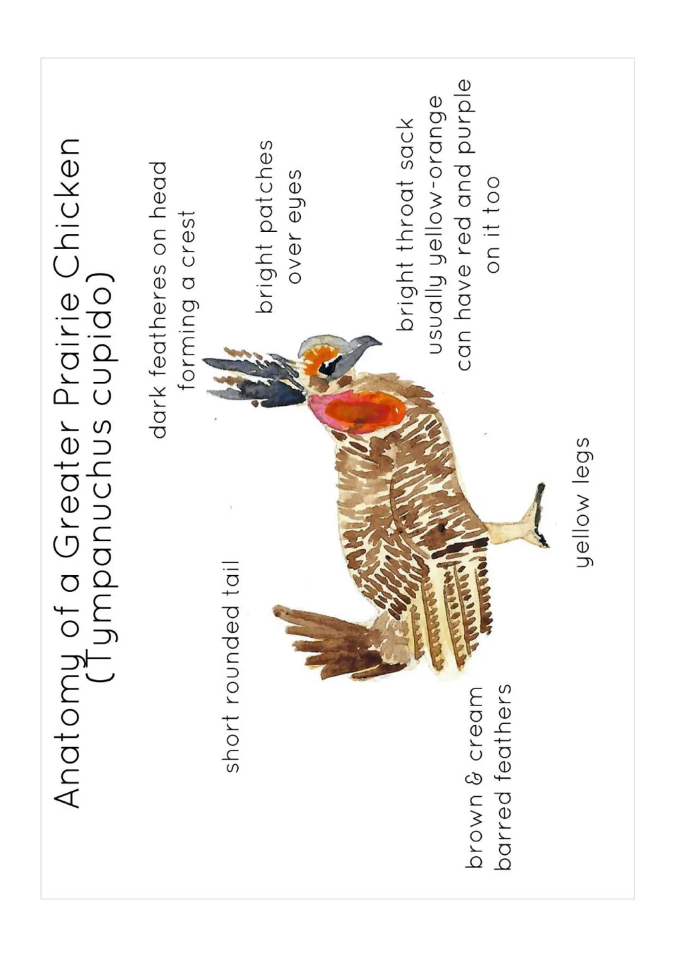 Anatomy poster of a Greater Prairie Chicken labeling its crest, eye patches, throat sack, tail, and legs.