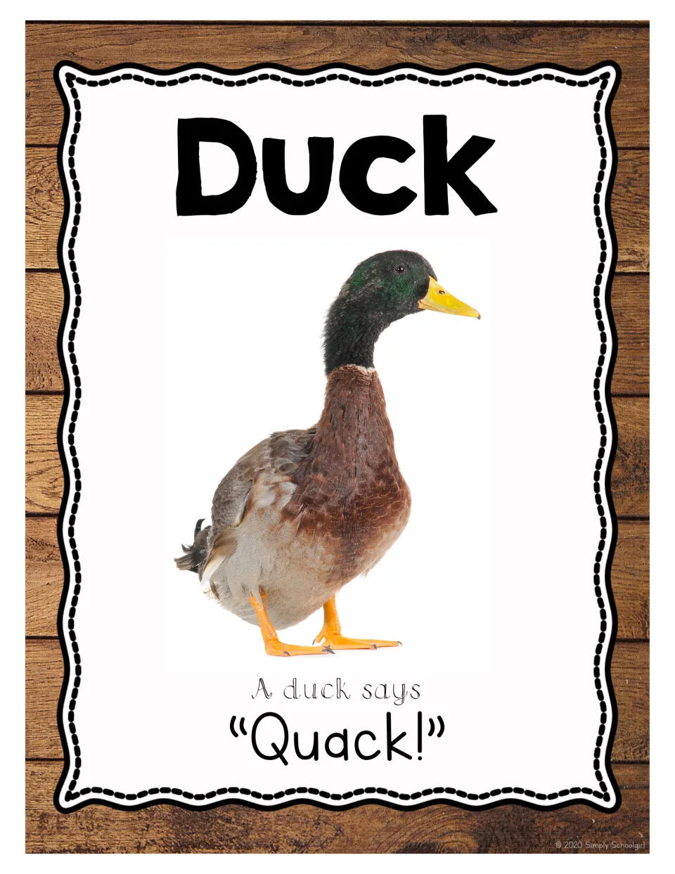Duck: photo of a green-headed mallard duck with the line 'A duck says Quack!' to identify the bird and imitate its call