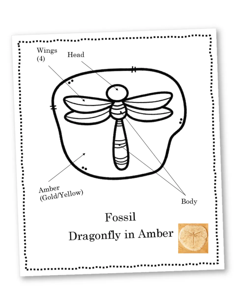 Dragonfly in amber fossil: students color the labeled head, body, four wings and gold/yellow amber, with a photo to match