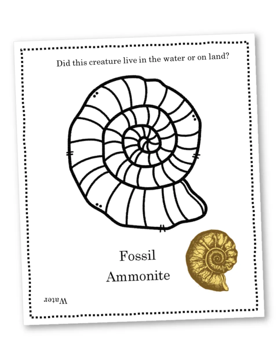 Ammonite fossil coloring: students decide if this creature lived in water or on land; upside-down answer reads Water