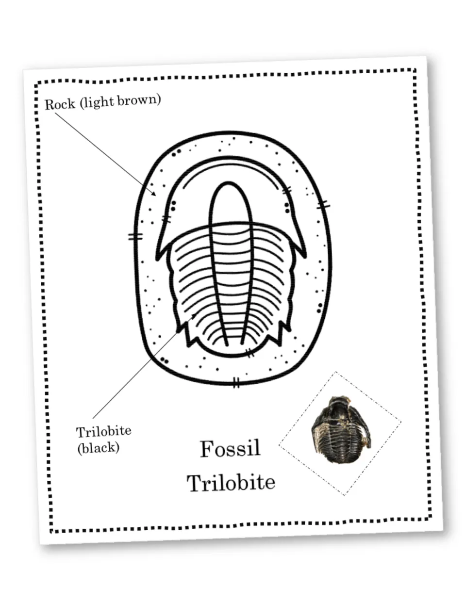 Trilobite fossil coloring: students color the trilobite black and the rock light brown, following labels and a photo