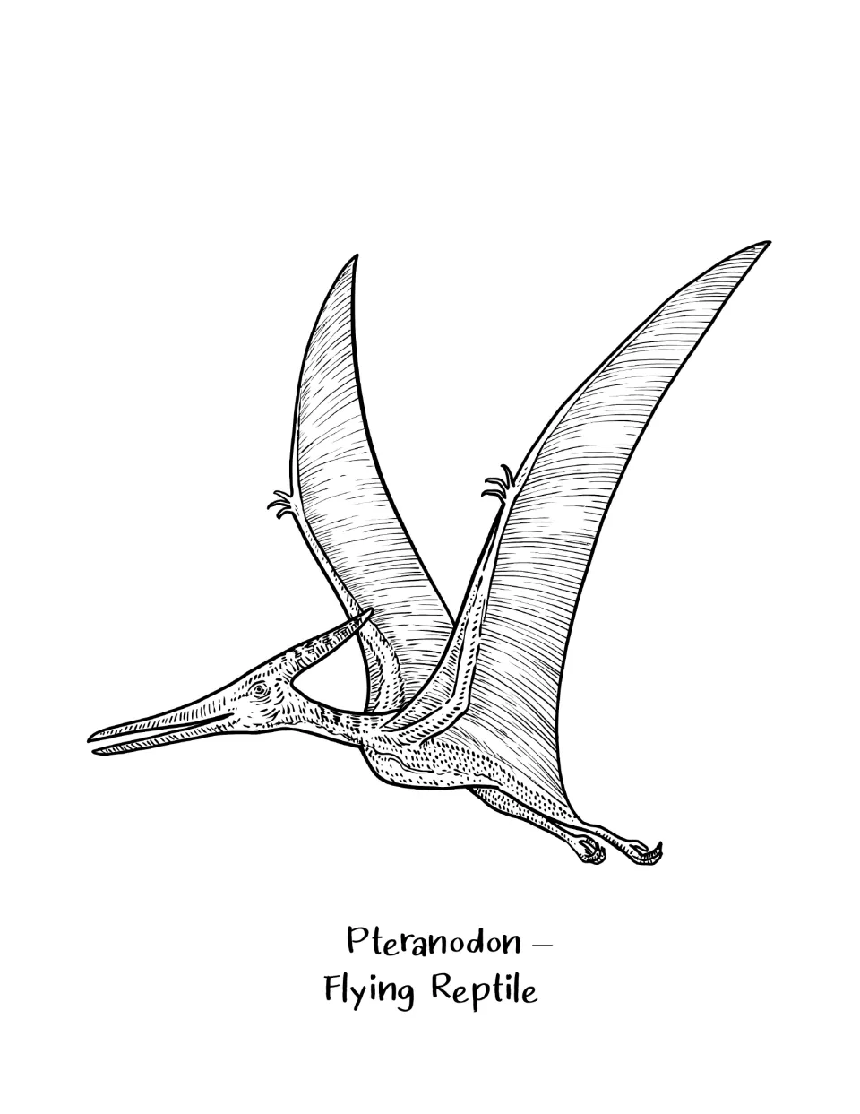 Pteranodon coloring: students color a detailed drawing of a flying reptile in flight with wide wings and a long beak