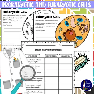 Prokaryotic and Eukaryotic Cells Worksheets – sample page 4