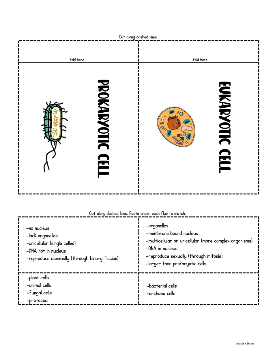 Fold-up flap activity: students cut prokaryotic and eukaryotic flaps, then paste trait and example strips under each