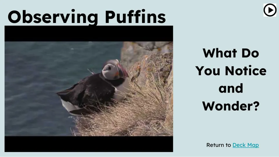 Observation slide pairs a puffin video still with the prompt, 'What Do You Notice and Wonder?'
