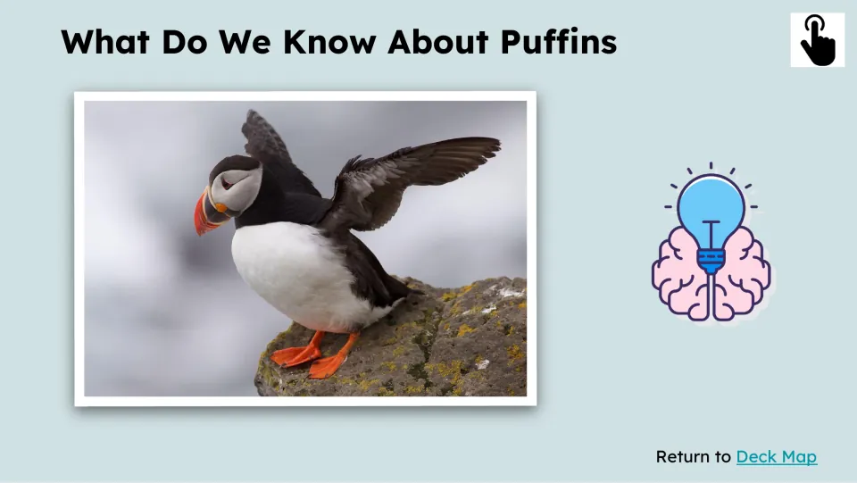 Prior knowledge slide shows a puffin spreading its wings beneath 'What Do We Know About Puffins'.
