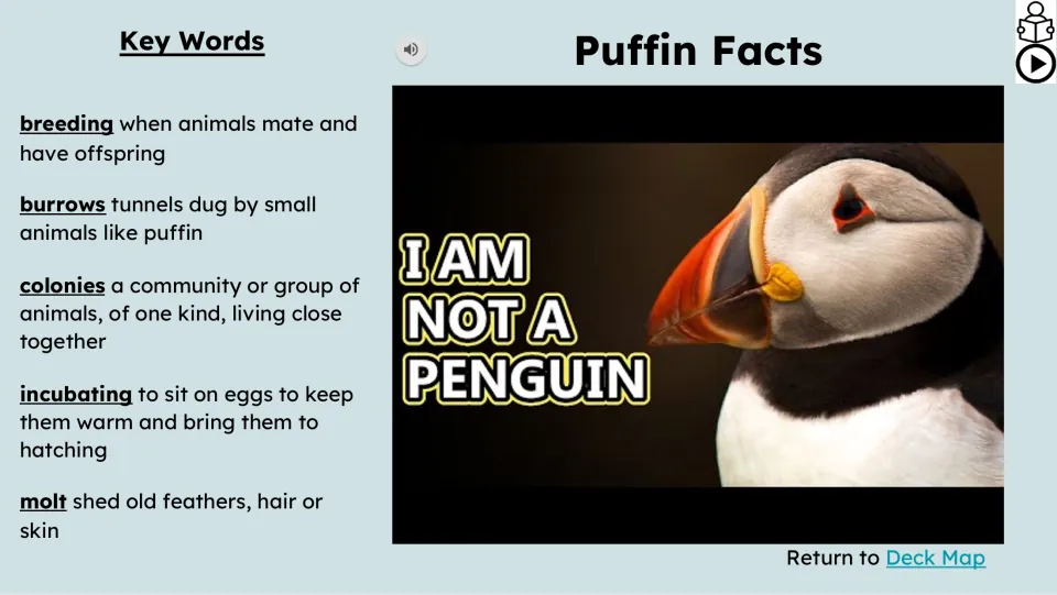 Vocabulary and video slide defines breeding, burrows, colonies, incubating, and molt beside a puffin video.