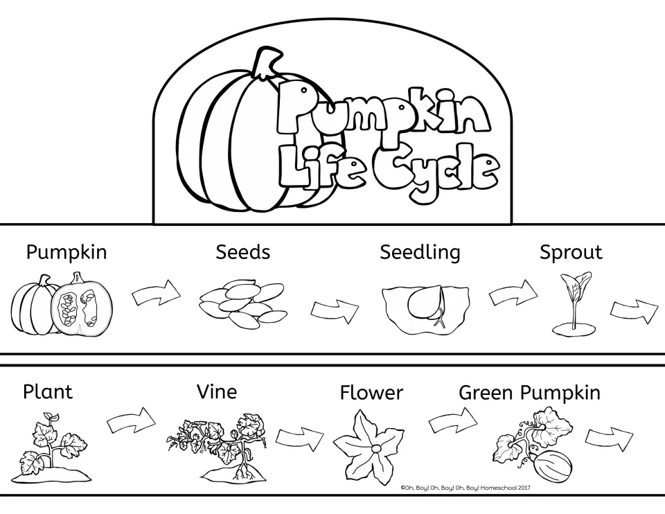Life cycle crown to color: headband strip sequencing pumpkin, seeds, seedling, sprout, plant, vine, flower, green pumpkin