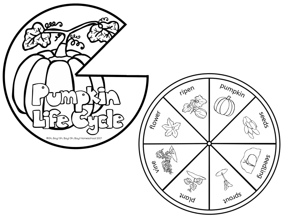 Life cycle spinner: title cover with a cut-out window over a wheel of 8 stages from seeds to ripen and pumpkin