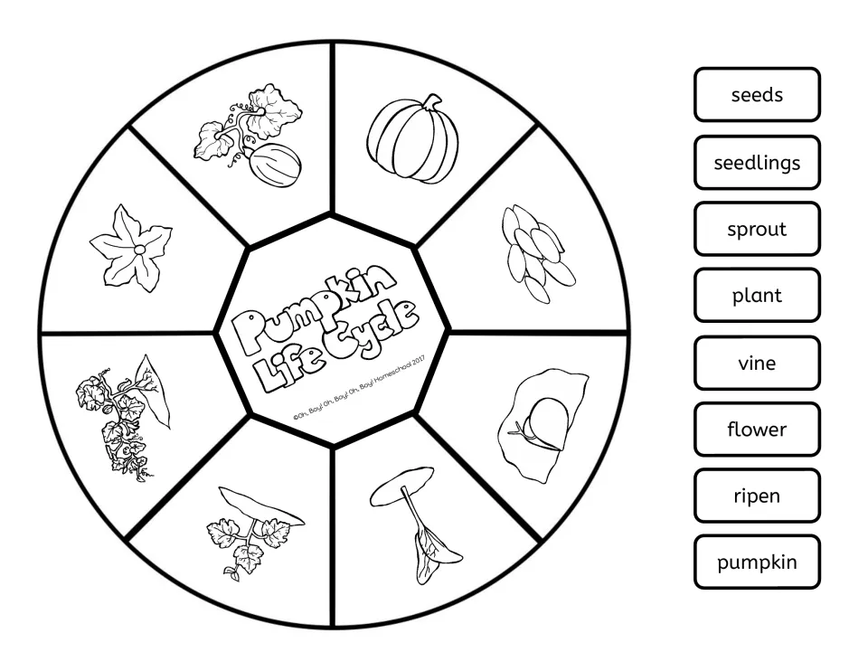 Lift-a-flap circle: 8 stage pictures around a title center, with word labels seeds through pumpkin to cut and match