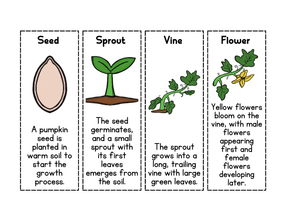 Pumpkin life cycle cards 1–4: Seed, Sprout, Vine, and Flower, each with a picture and growth description