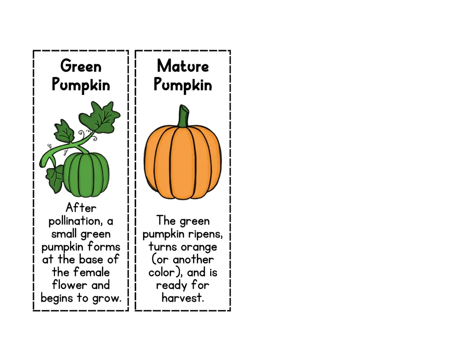 Pumpkin life cycle cards 5–6: Green Pumpkin and Mature Pumpkin, describing fruit growth and ripening