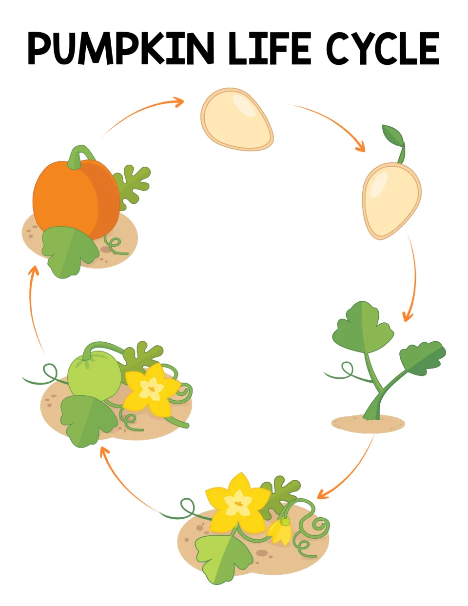 Pumpkin life cycle poster showing six stages, from seed to orange pumpkin, connected by arrows