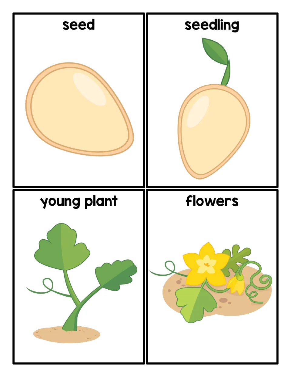 Pumpkin life cycle sequencing cards 1–4: seed, seedling, young plant, and flowers, each illustrated