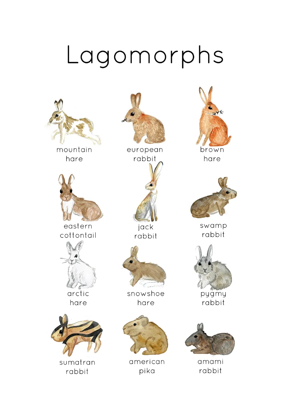 Lagomorph reference chart showing 12 labeled animals, including mountain hare, European rabbit and American pika