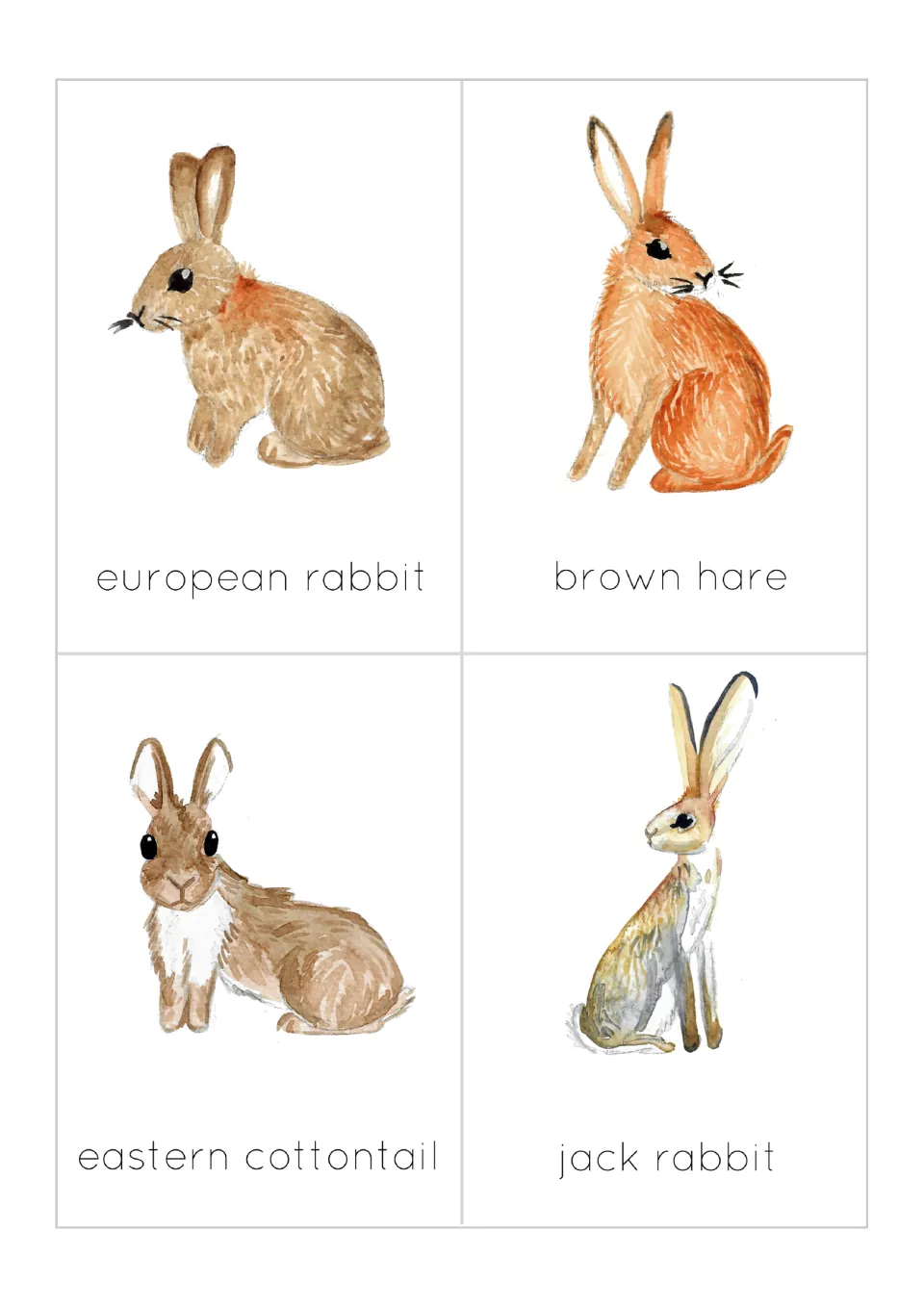 Animal flashcards 1–4: European rabbit, brown hare, eastern cottontail and jack rabbit, each illustrated and labeled