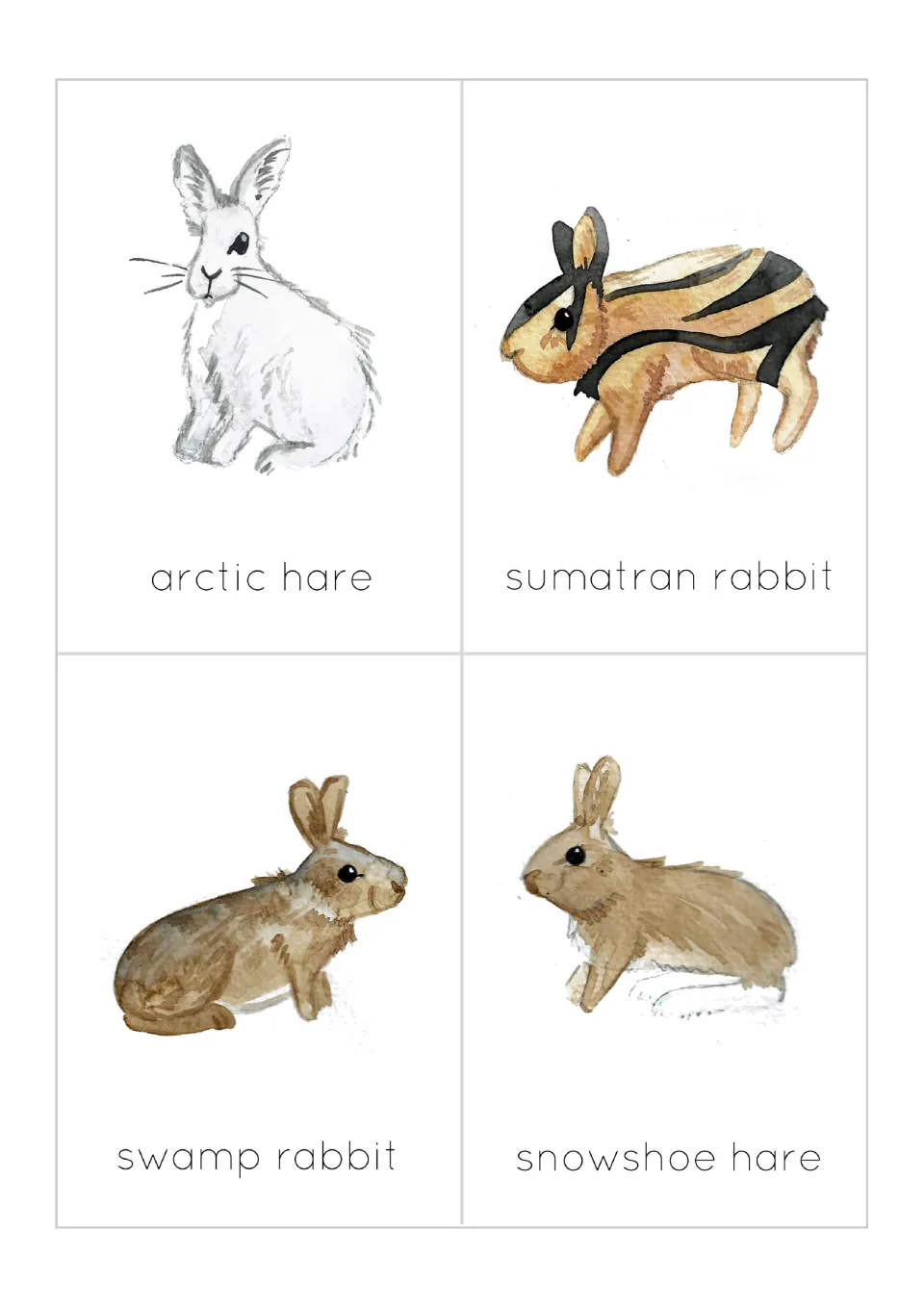 Animal flashcards 5–8: arctic hare, Sumatran rabbit, swamp rabbit and snowshoe hare, each illustrated and labeled