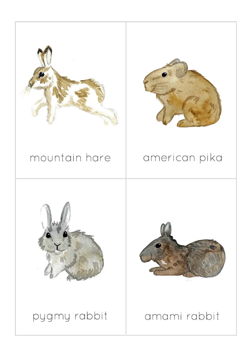 Animal flashcards 9–12: mountain hare, American pika, pygmy rabbit and Amami rabbit, each illustrated and labeled