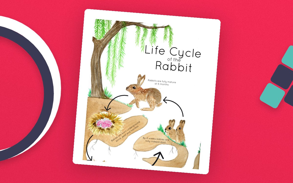 Rabbit Life Cycle Poster – Watercolor Stages preview