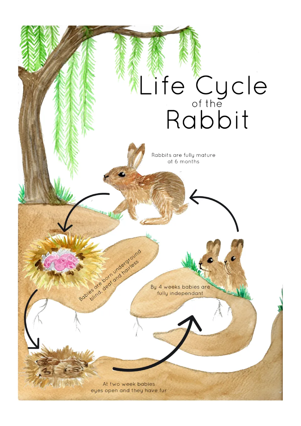 Rabbit life cycle poster showing newborns, babies at two weeks, independent young at four weeks, and mature adults