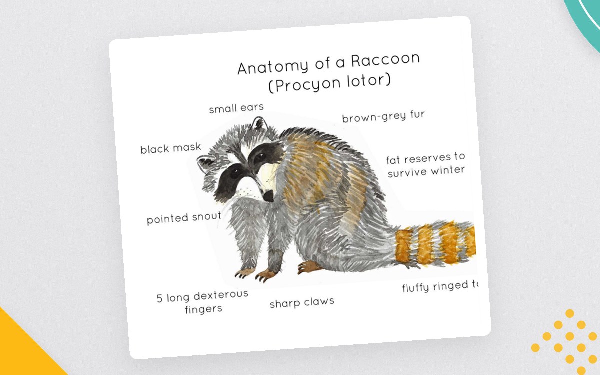 Raccoon Anatomy Poster – Watercolor Life Cycle teaching resource preview