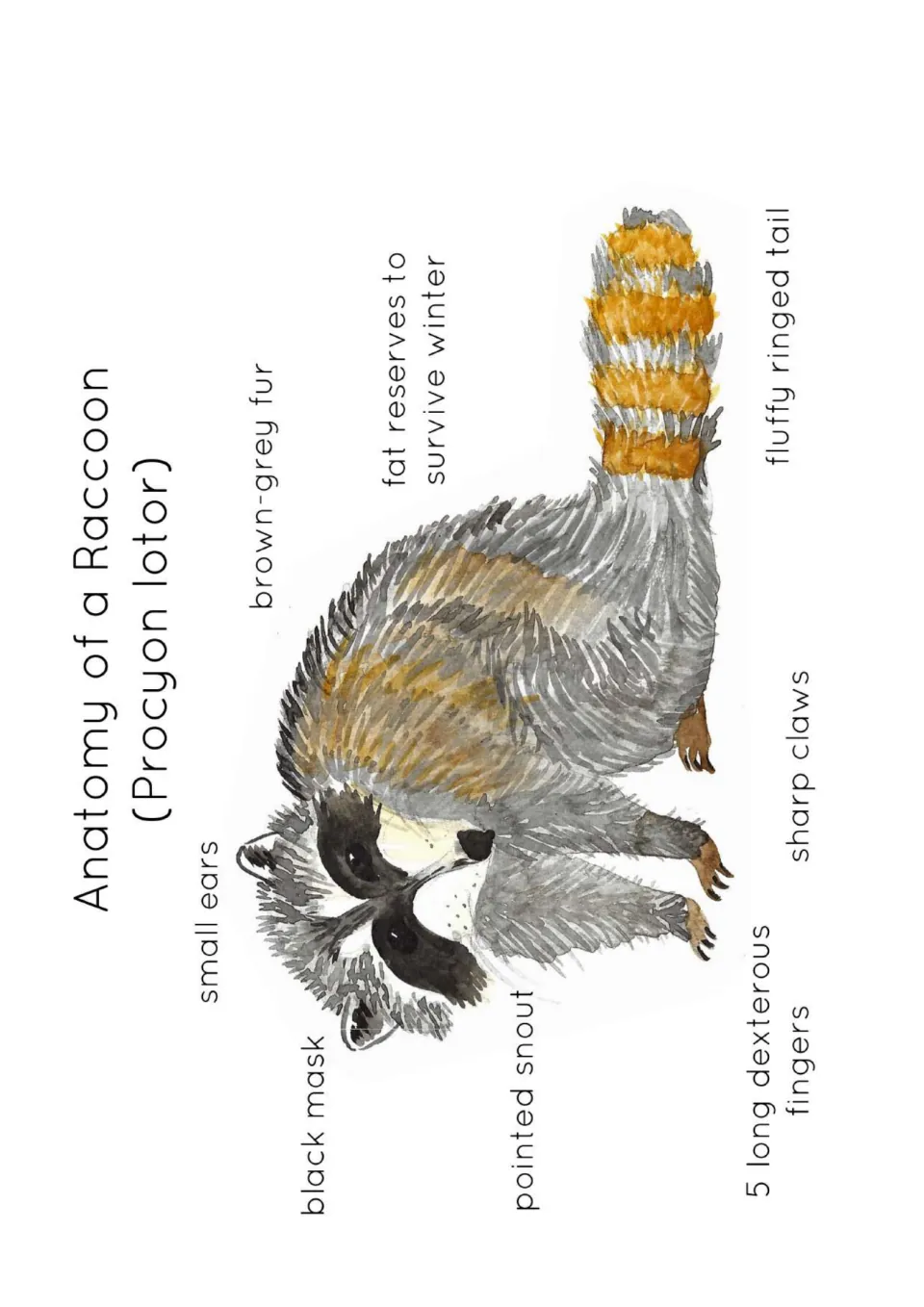 Anatomy of a Raccoon: watercolor raccoon labeled with black mask, small ears, pointed snout, sharp claws and ringed tail