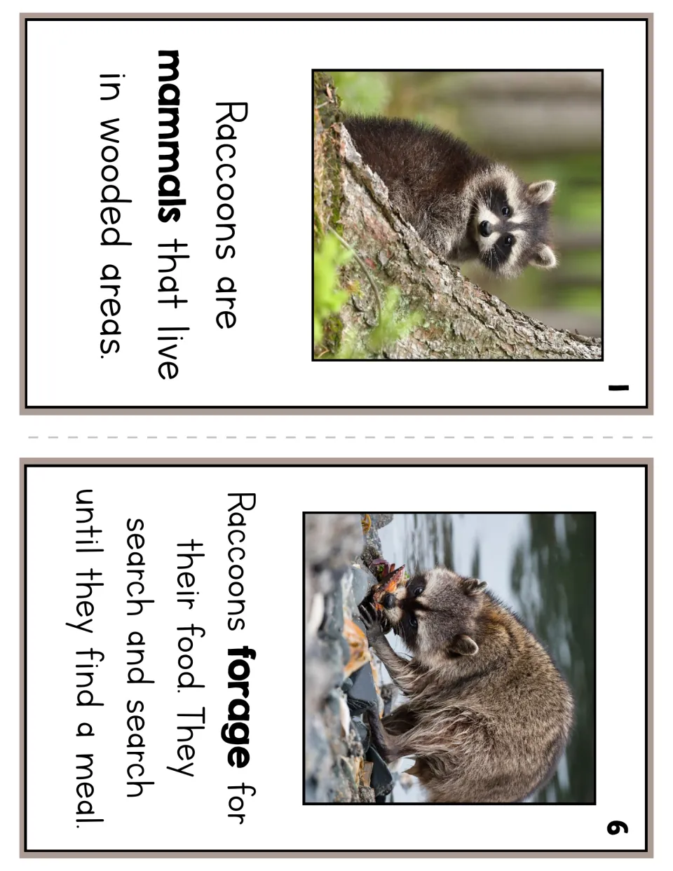 Reader pages 1 and 6 use photos and short text to describe raccoons as woodland mammals that forage for food