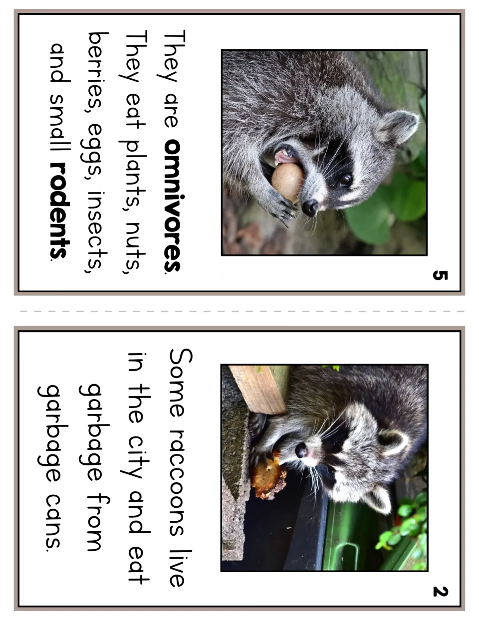 Reader pages 5 and 2 describe raccoons as omnivores eating plants and animals, and city raccoons eating garbage