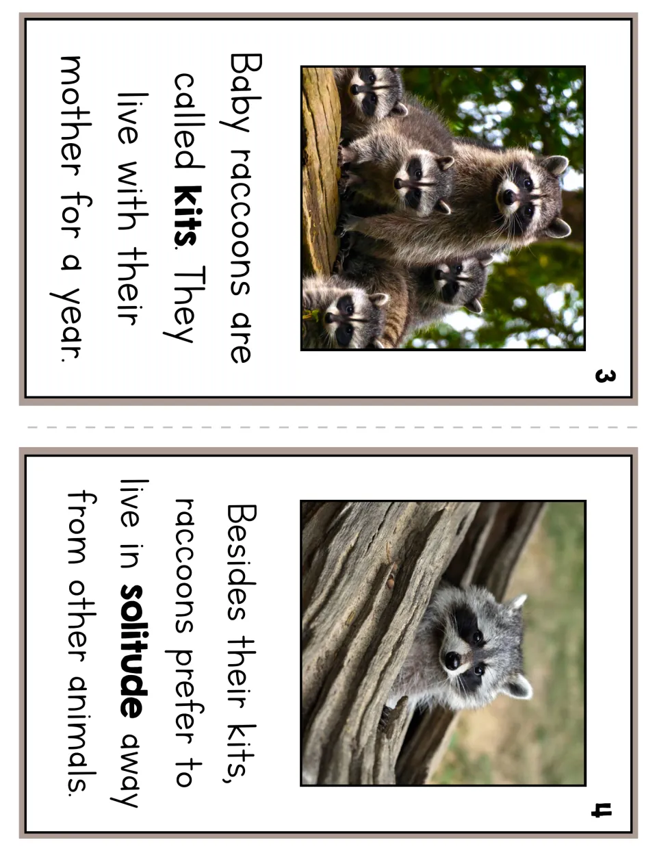 Reader pages 3 and 4 explain that baby raccoons are kits, stay with their mother for a year, and adults seek solitude