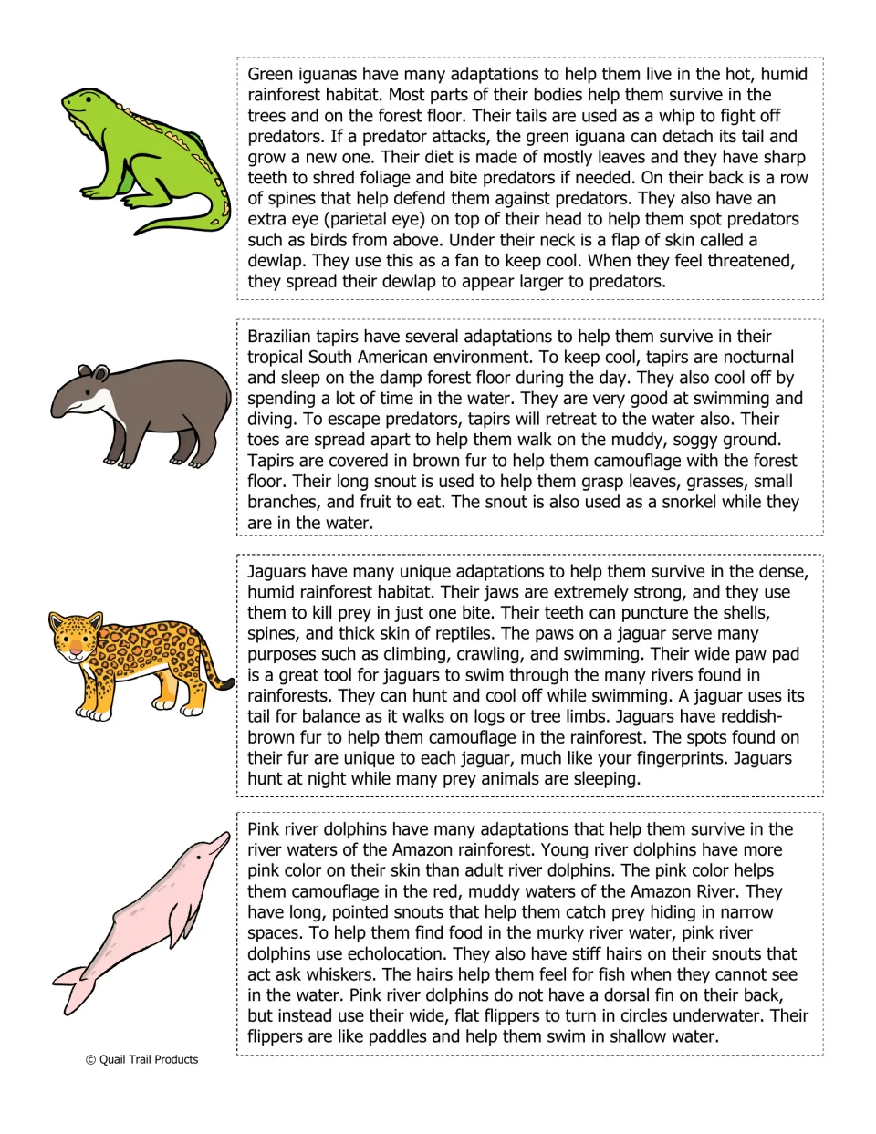 Reading passages on green iguana, Brazilian tapir, jaguar and pink river dolphin adaptations such as camouflage and snouts