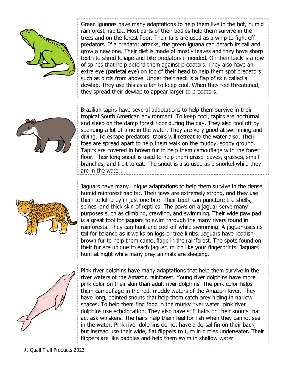 Rainforest animal readings: students learn how the green iguana, Brazilian tapir, jaguar and pink river dolphin adapt