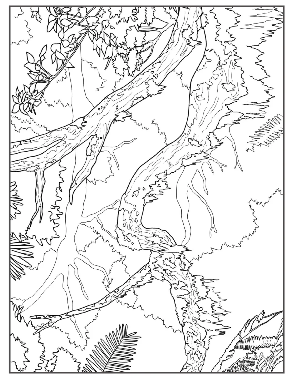 Coloring page of twisting, moss-covered branches and hanging vines crossing the understory, with fern fronds at the edges