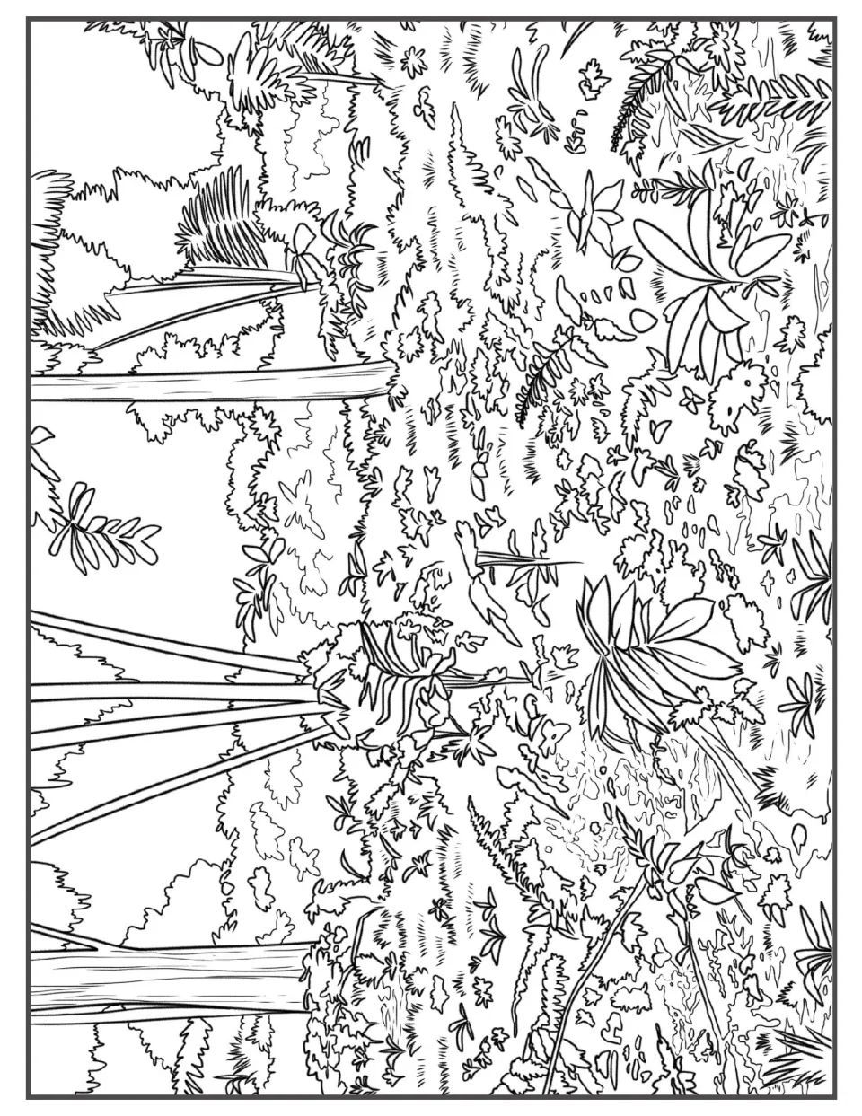 Dense understory coloring scene: broad-leaf plants, ferns and seedlings crowd the forest floor below tall slender trunks