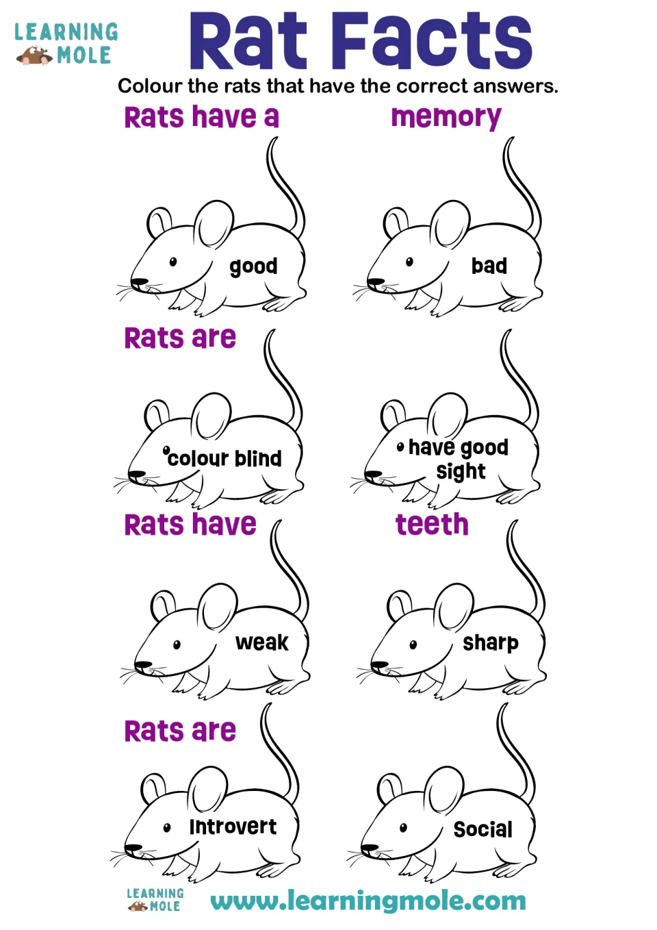 Rat Facts: students colour the rat with the true word to finish 4 facts on memory, colour blindness, teeth and social life
