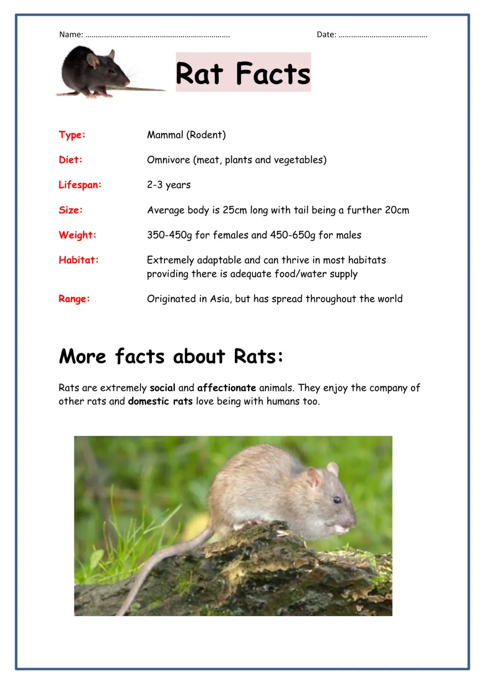 Rat Facts reading page: rat type, diet, lifespan, size, weight, habitat and range, plus notes on rats as social animals