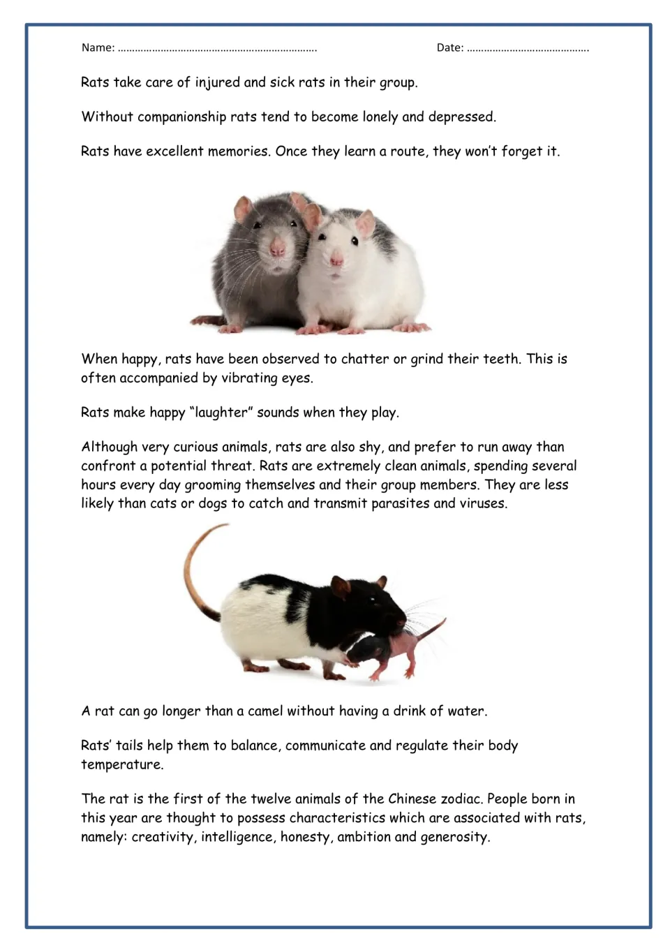 More rat facts to read: memory, chattering and laughter sounds, grooming, tail uses and the rat in the Chinese zodiac