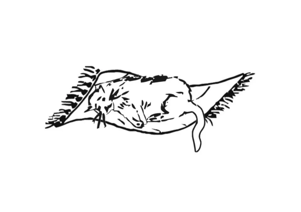 Picture to colour: a cat curled up asleep on a fringed mat, for talking about the sentences students have just read