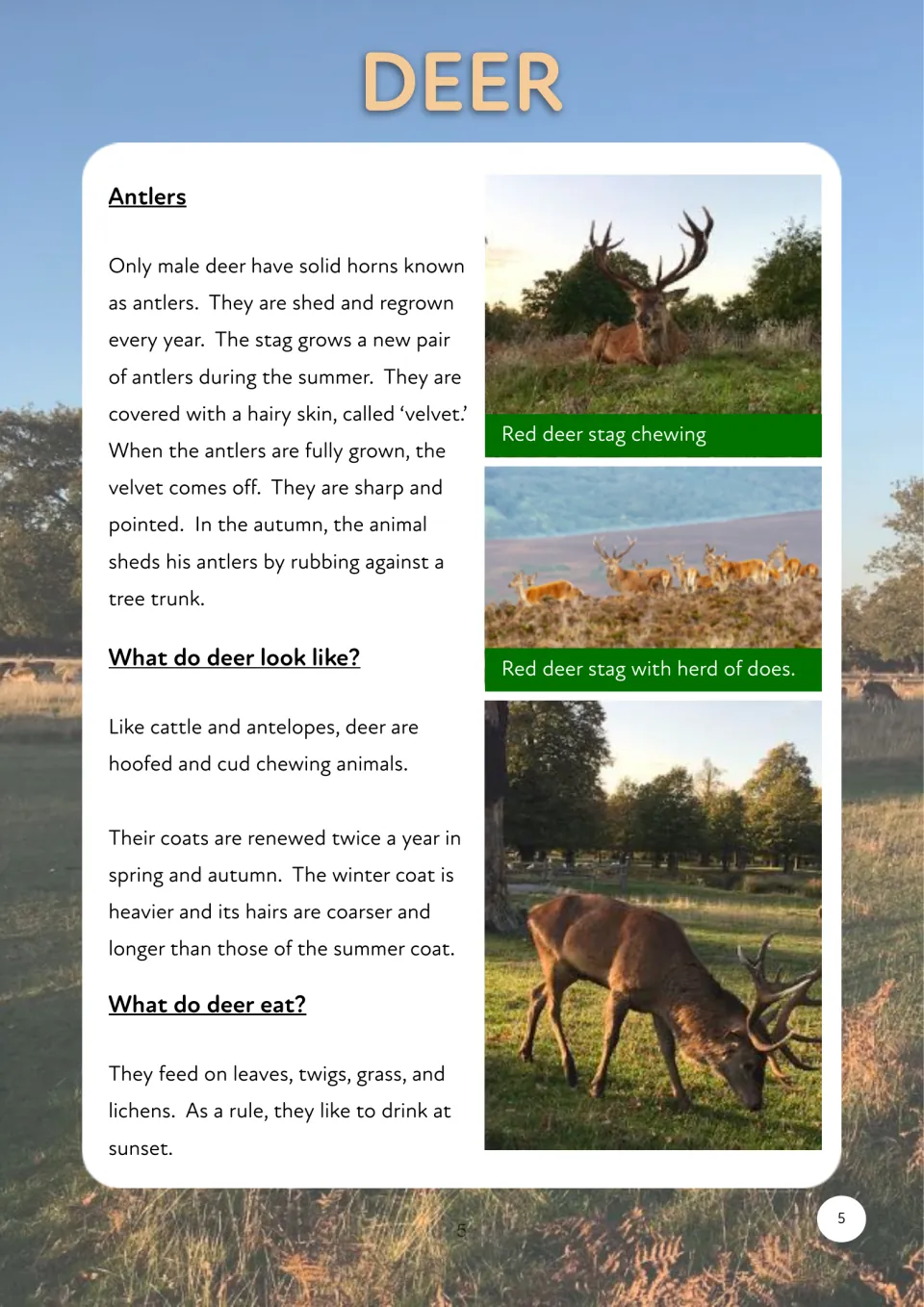 Deer informational passage begins with antlers, seasonal coats, and diet, illustrated with deer photos