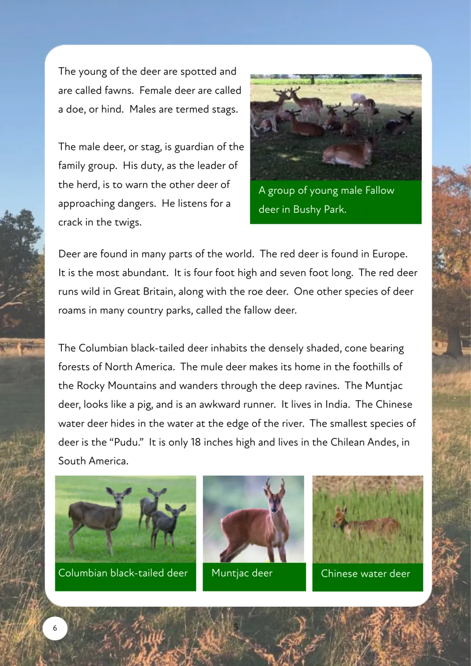 Deer informational passage continues with fawns, does, stags, herd protection, and species around the world