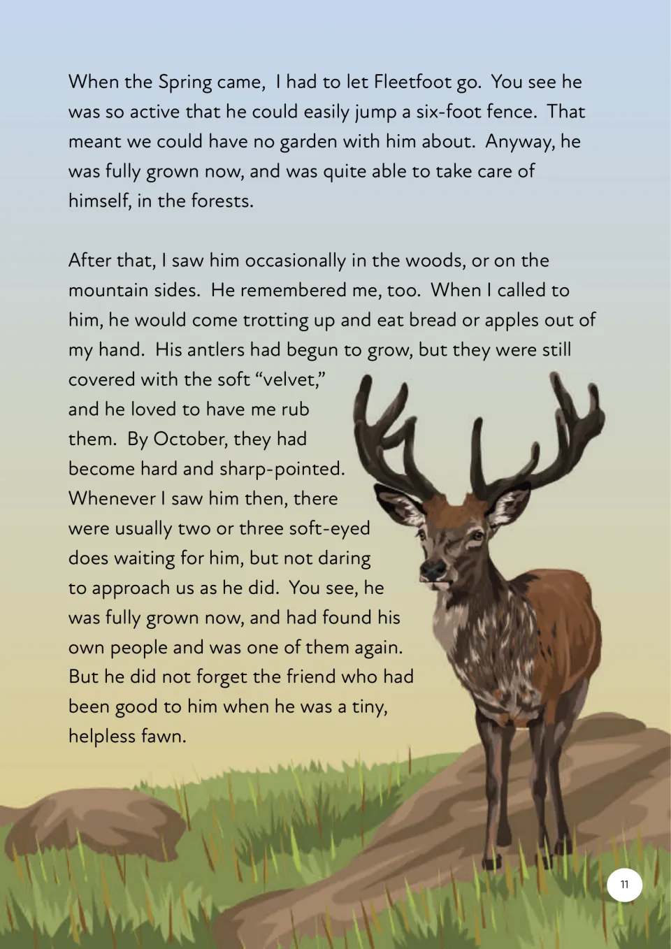 Fleetfoot story ends with his release, return visits, growing antlers, and life among other deer